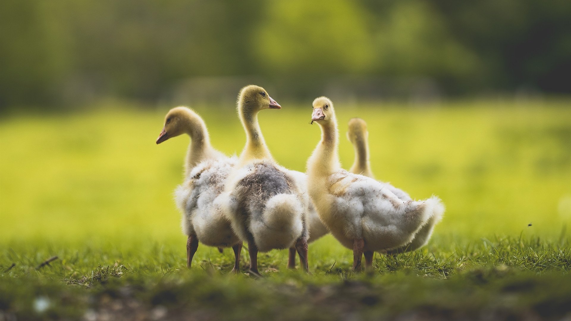 奇迹降临,当安哥拉在抢七最后0.8秒改写一切