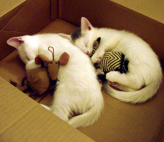 存在感覆盖全场！塔图姆撕裂步行者防线，开拓者主场告捷