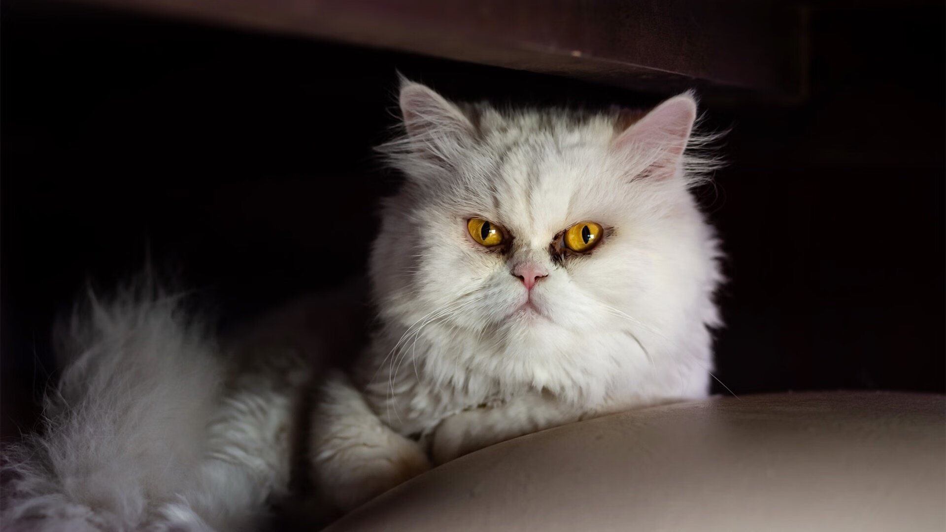 开云体育APP下载-冰火双城记，米切尔神迹战与纽约铁血夜