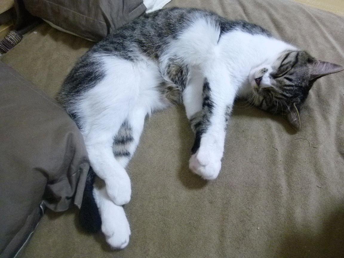 开云体育平台APP-东决之夜，奥纳纳筑起叹息之墙，一夫当关的现代门神启示录