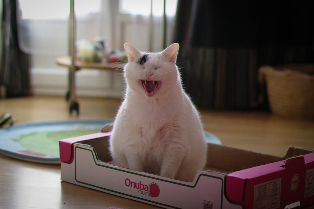 开云体育平台APP-全面压制！灰熊窒息防守浇灭篮网反击，福克斯43分关键先生挺身而出