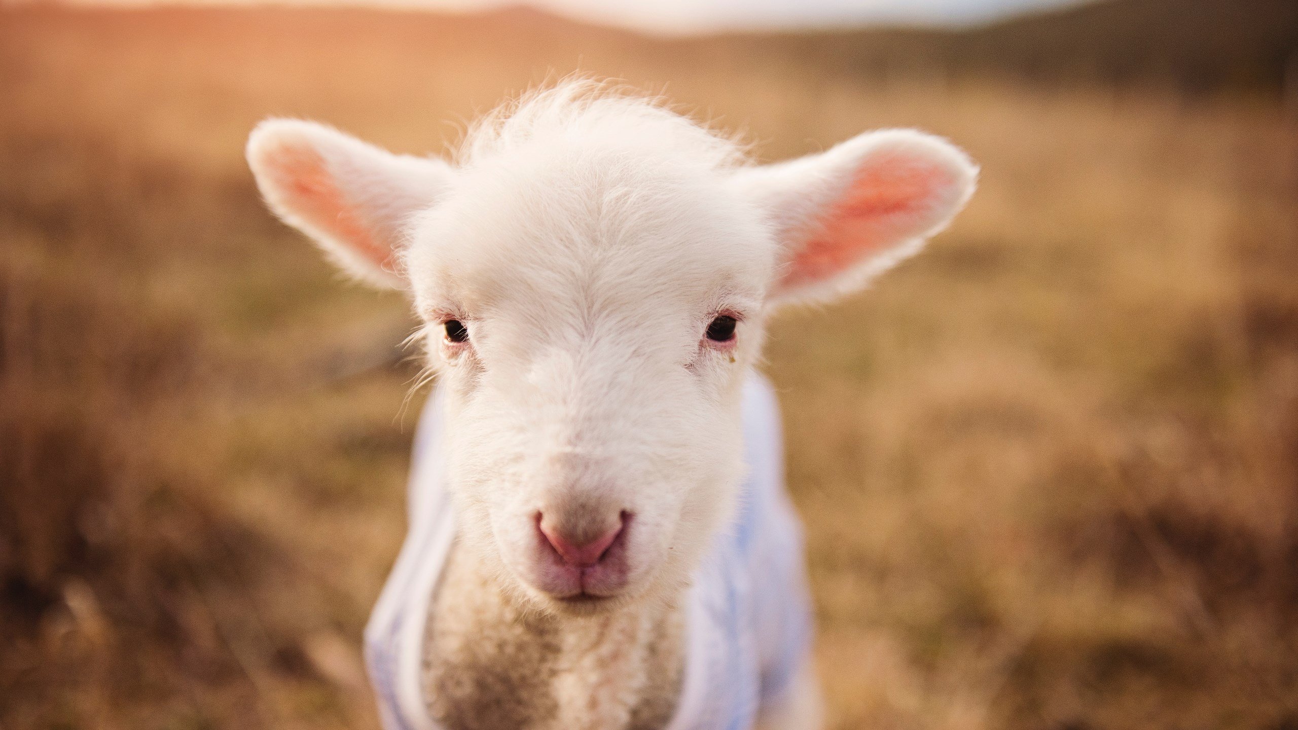 三狮军团碾压金字塔！英格兰的全面压制如何改写百年交锋史？