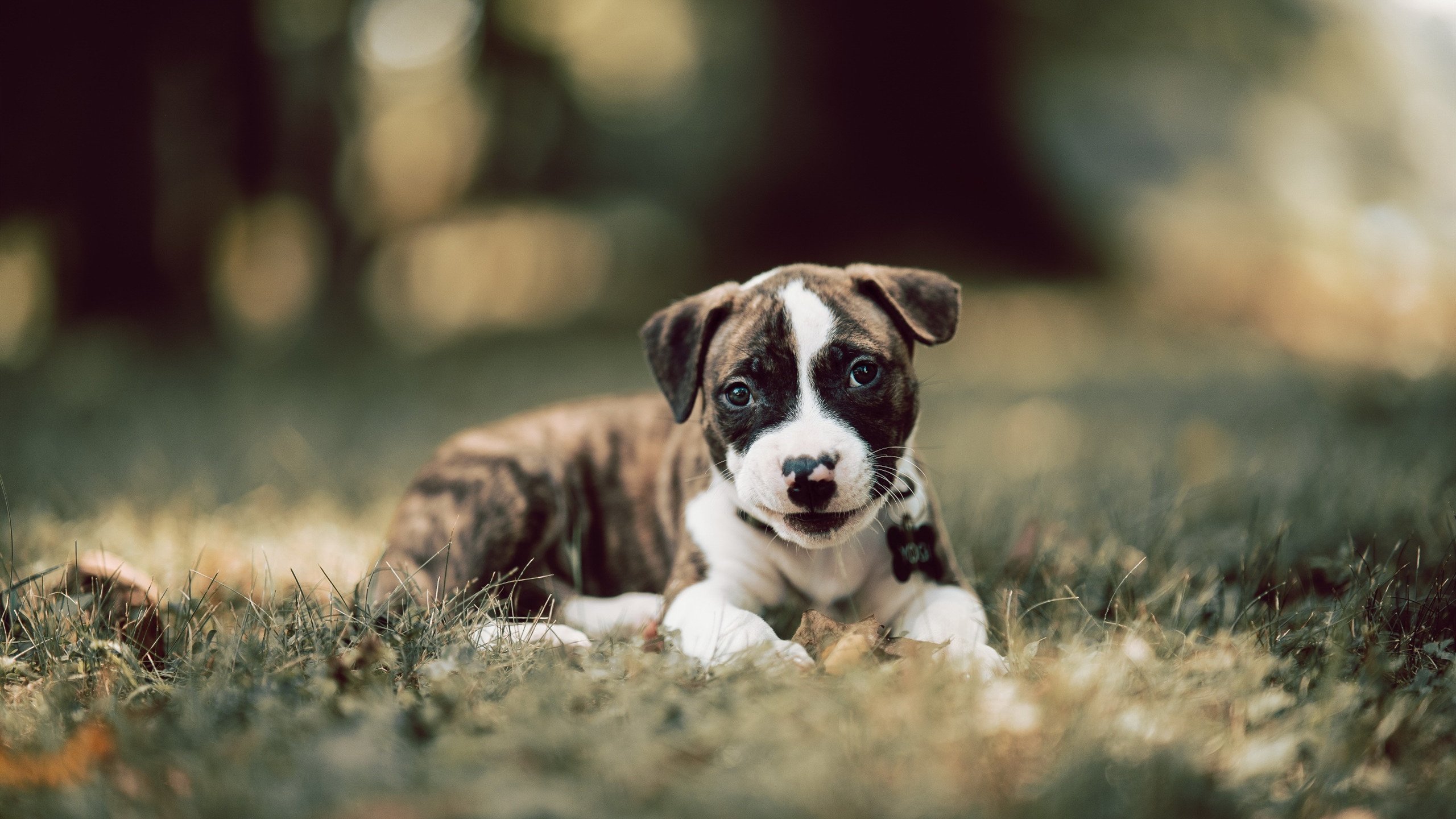 聚光灯下的独幕剧，冰岛VS南非，阿坎吉的加冕时刻