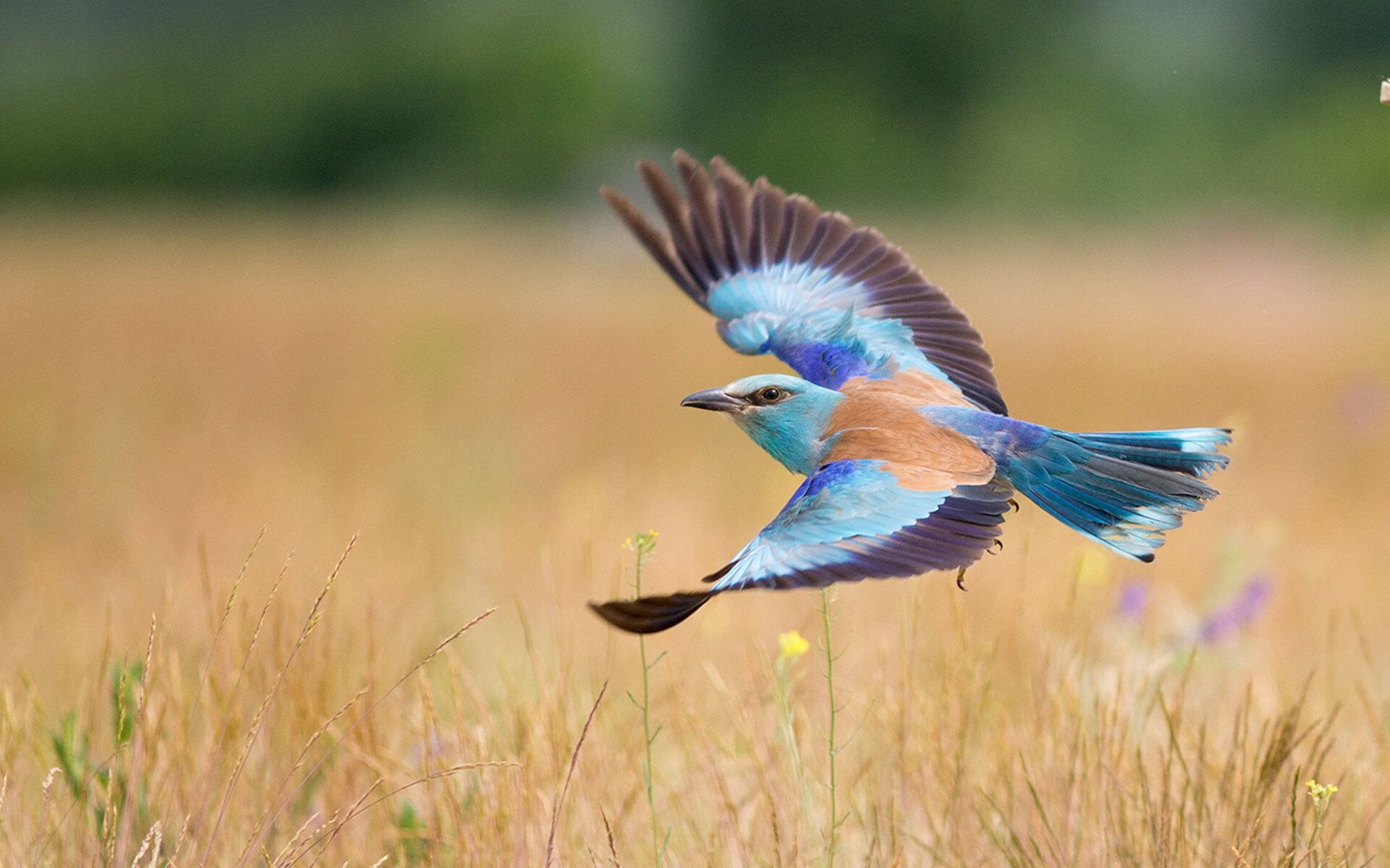 鹰袭布鲁克林，当杨少侠打穿三巨头的冠军梦