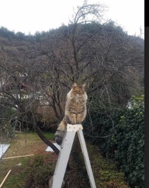 开云体育APP下载-杜兰特斩断金色黄昏,当太阳陨落时,一个孤胆王者的归位