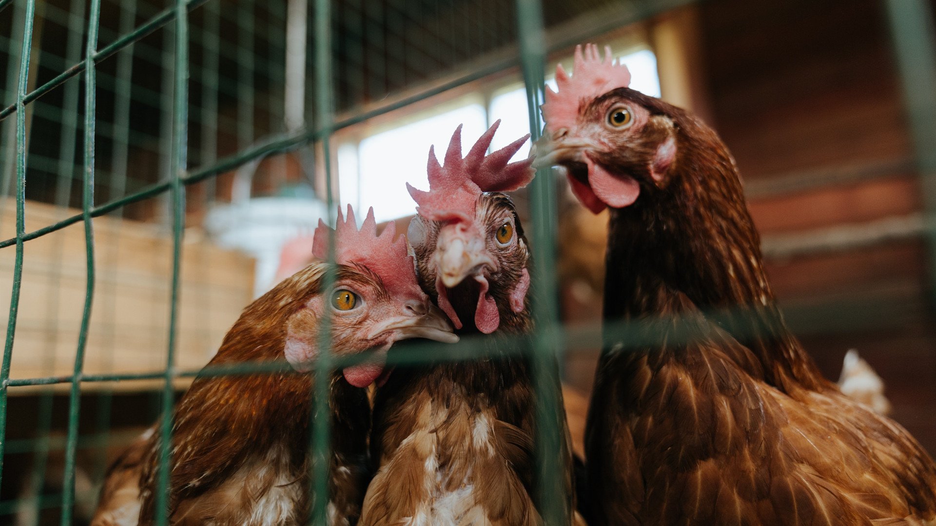 开云体育APP下载-生死双城记，广东的绝境铁血与明尼苏达的青春风暴