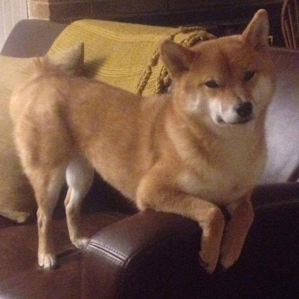 （扩展思维版）