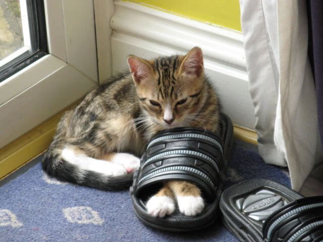 南半球飓风席卷爱丁堡，巴斯托尼双响炮成关键先生，新西兰大胜苏格兰