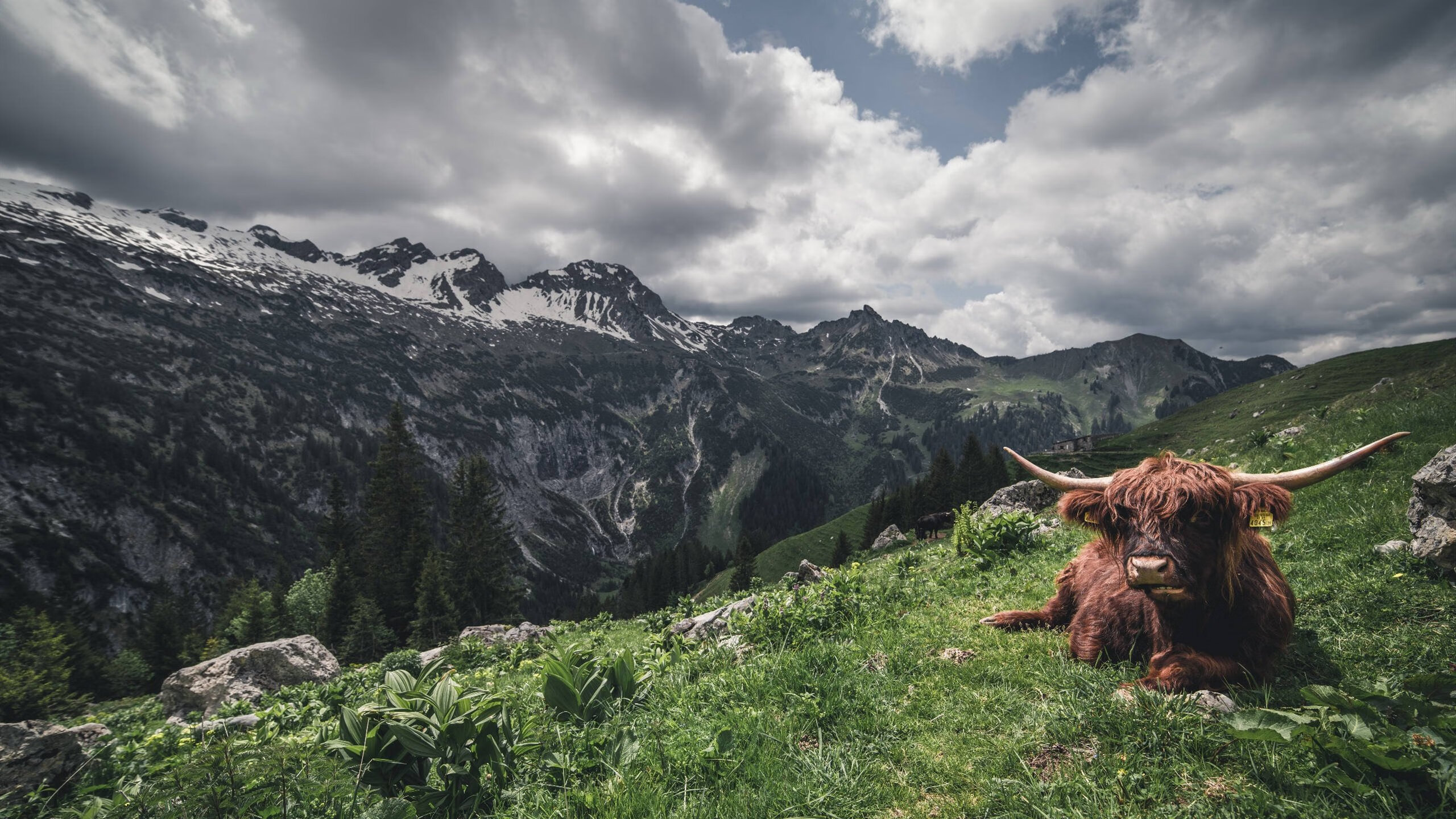 篮球场上的欧冠时刻,杰伦·格林如魔术般击溃鹈鹕
