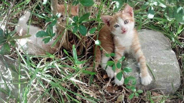 南北烽火连天，亚平宁战术博弈与东北虎的重拳破局
